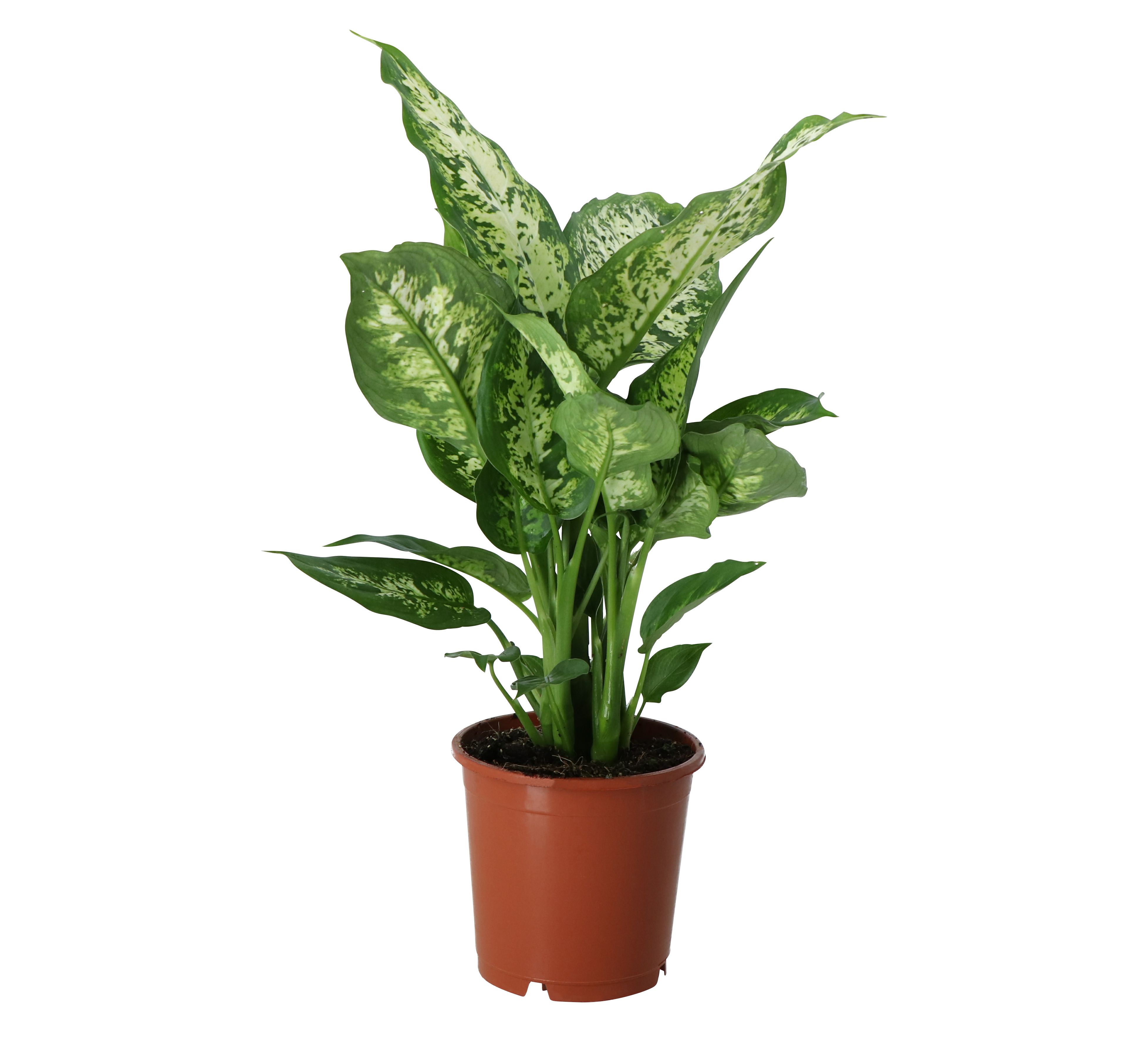 Leopard lily in 12cm Terracotta Variegated foliage plant Plastic Grow pot