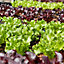 Lettuce salad bowl Lettuce Seed