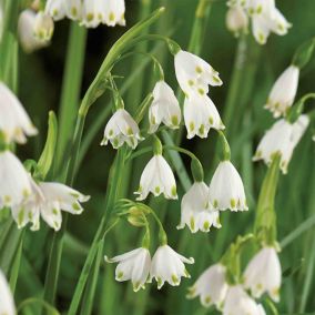 Leucojum aestivum 7 Flower bulbs