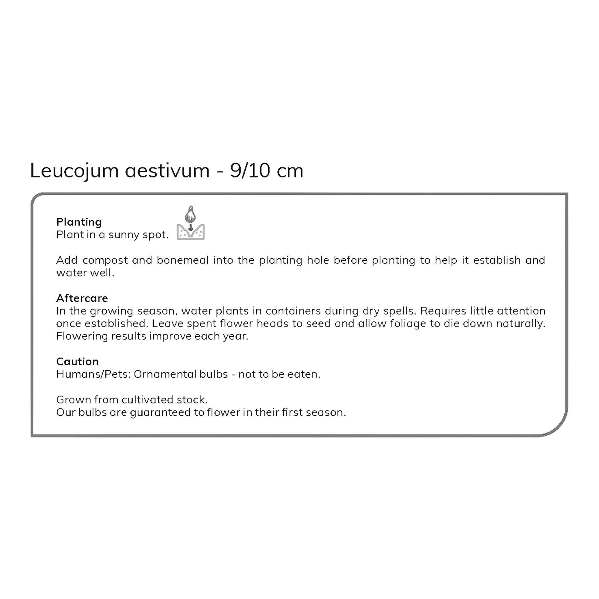 Leucojum aestivum 7 Flower bulbs - 5