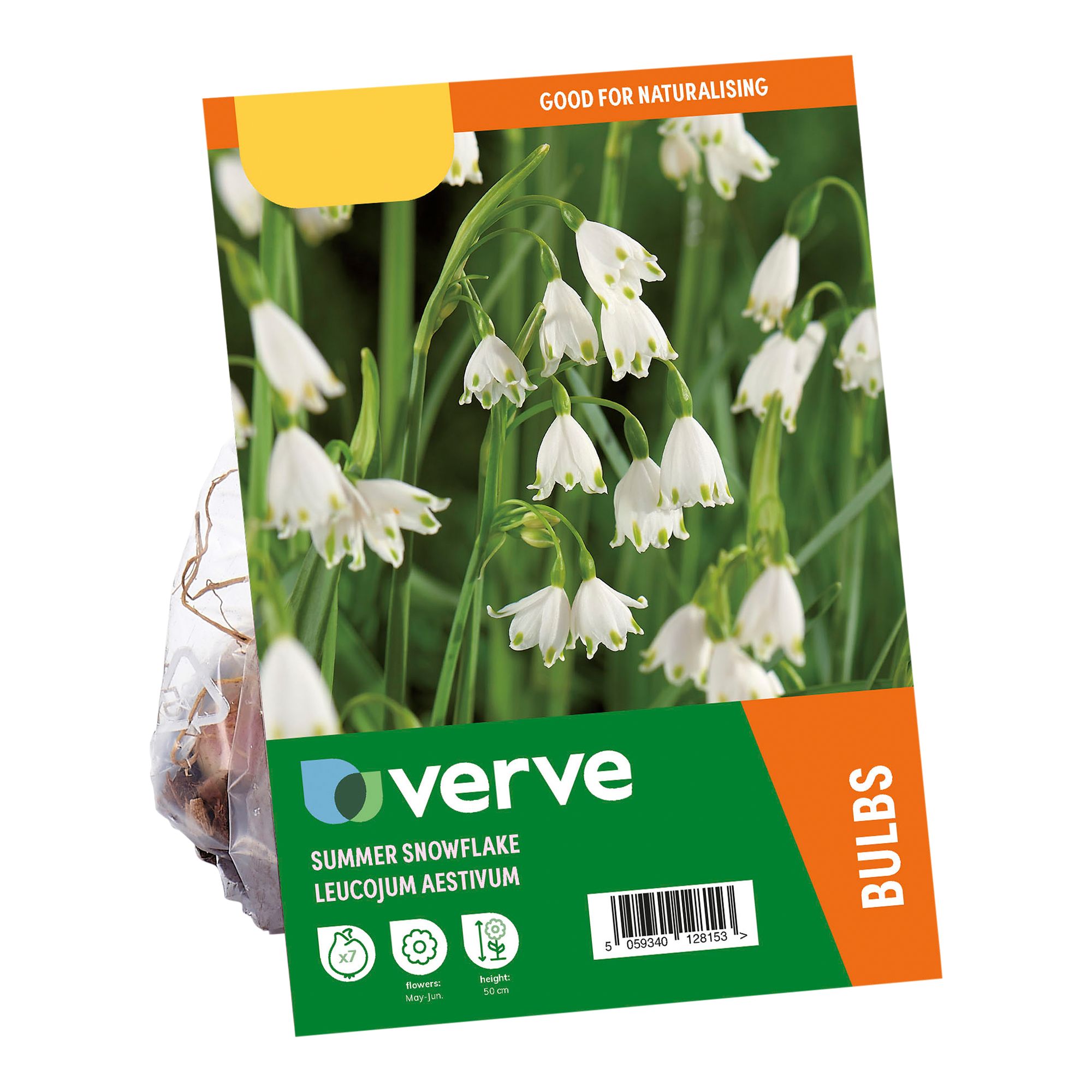 Leucojum aestivum 7 Flower bulbs - 3