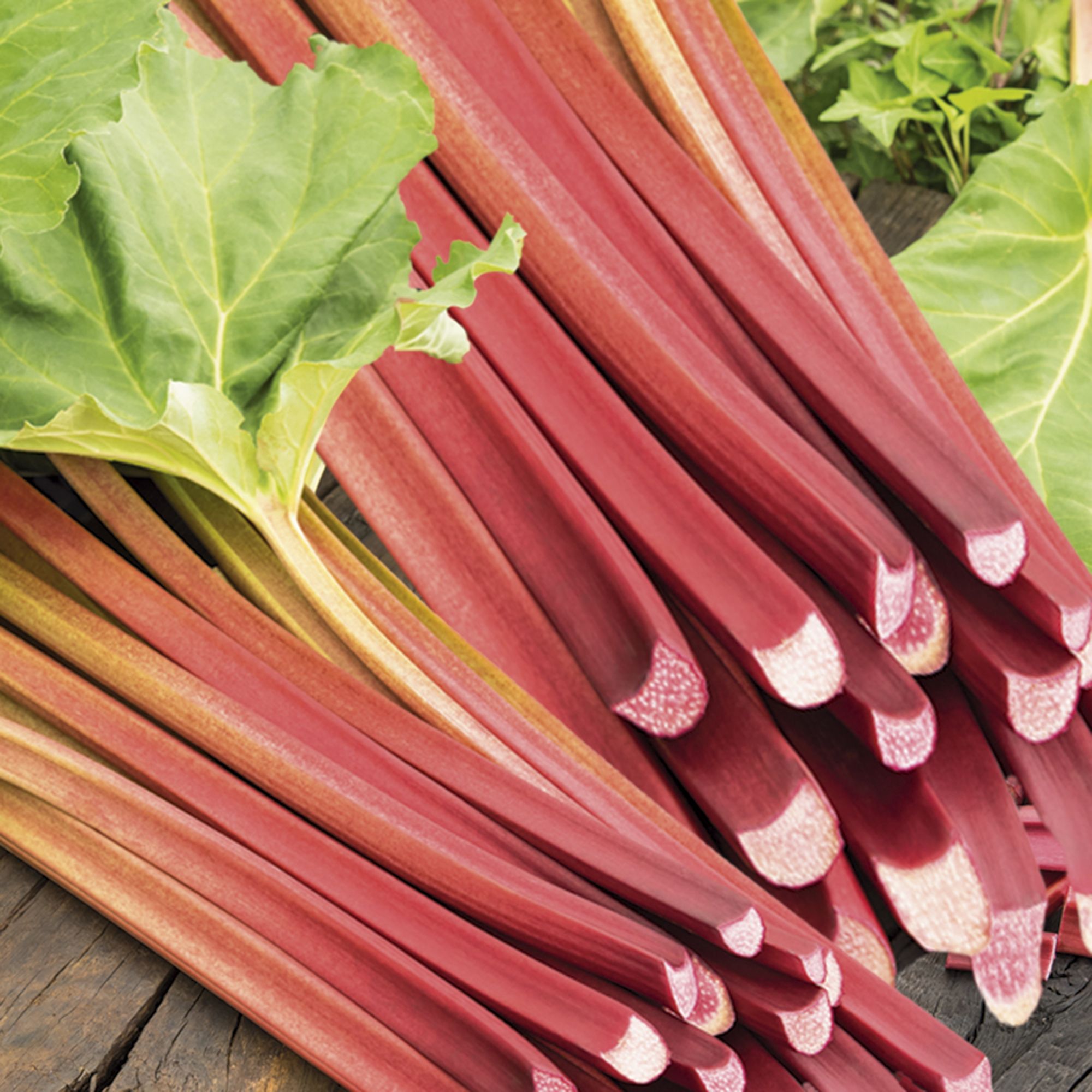 Seeds of RHUBARB 'Lider Red' - The Original Garden