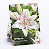 Lilium oriental muscadet Lily Flower bulb, Pack of 3