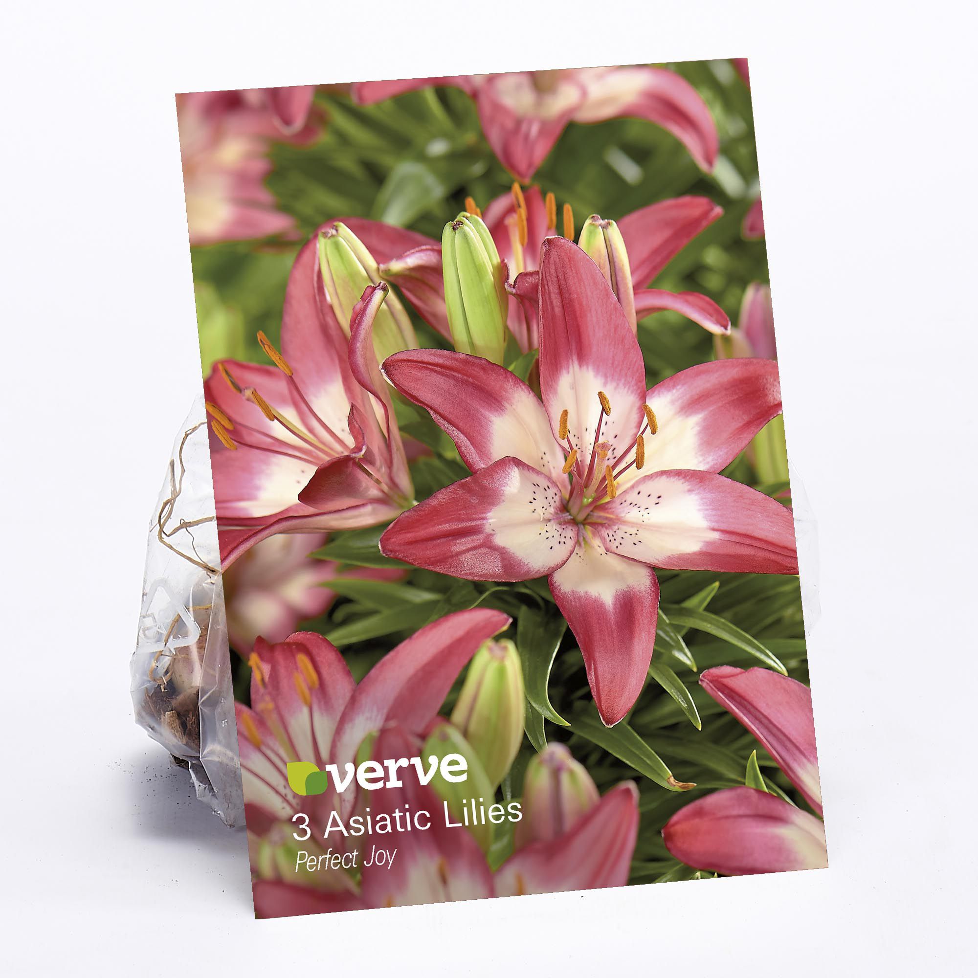 Lilly Perfect Joy 3 Flower bulbs