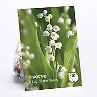 Lily of the Valley Flower bulb, Pack of 8