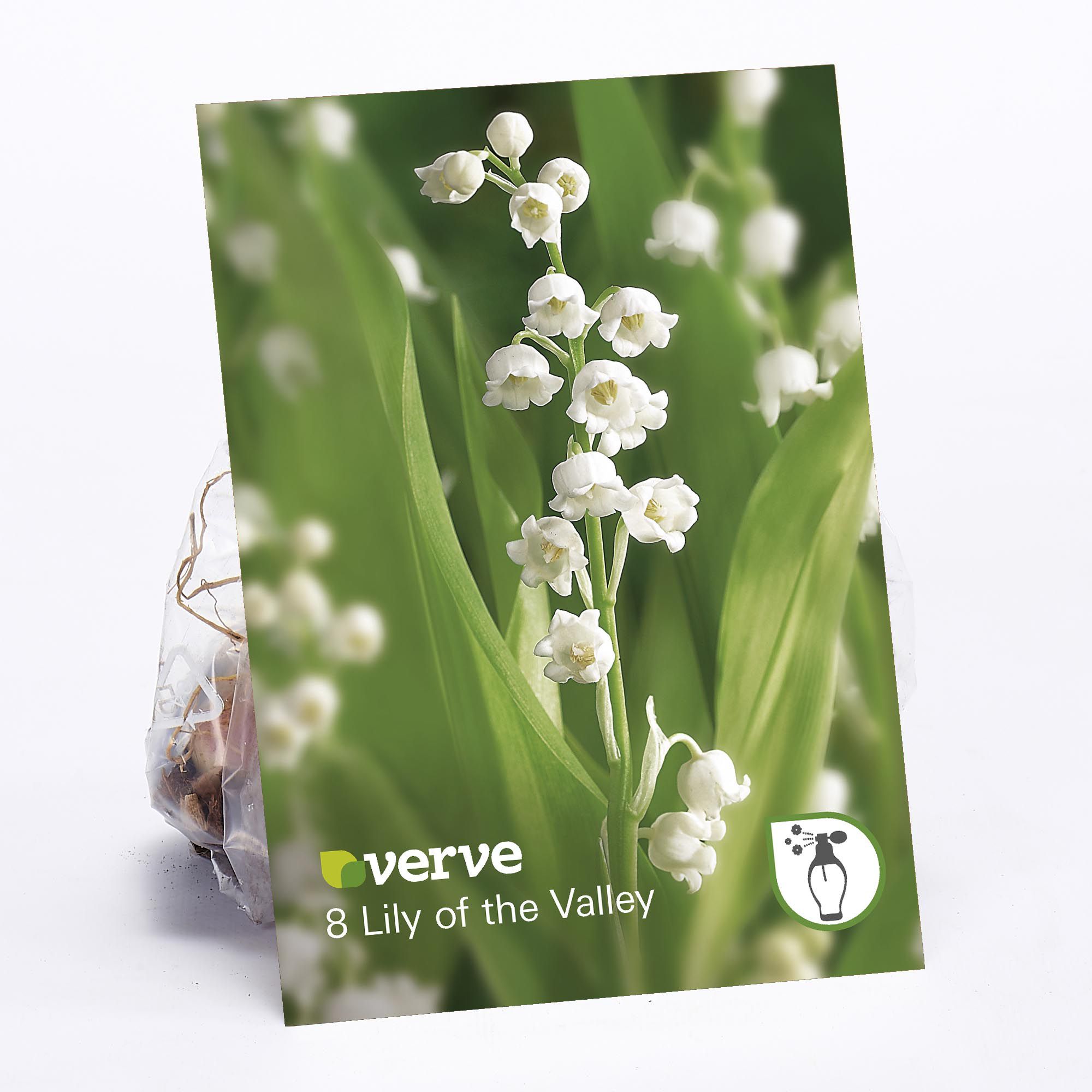Lily of the Valley Flower bulb, Pack of 8 DIY at B&Q