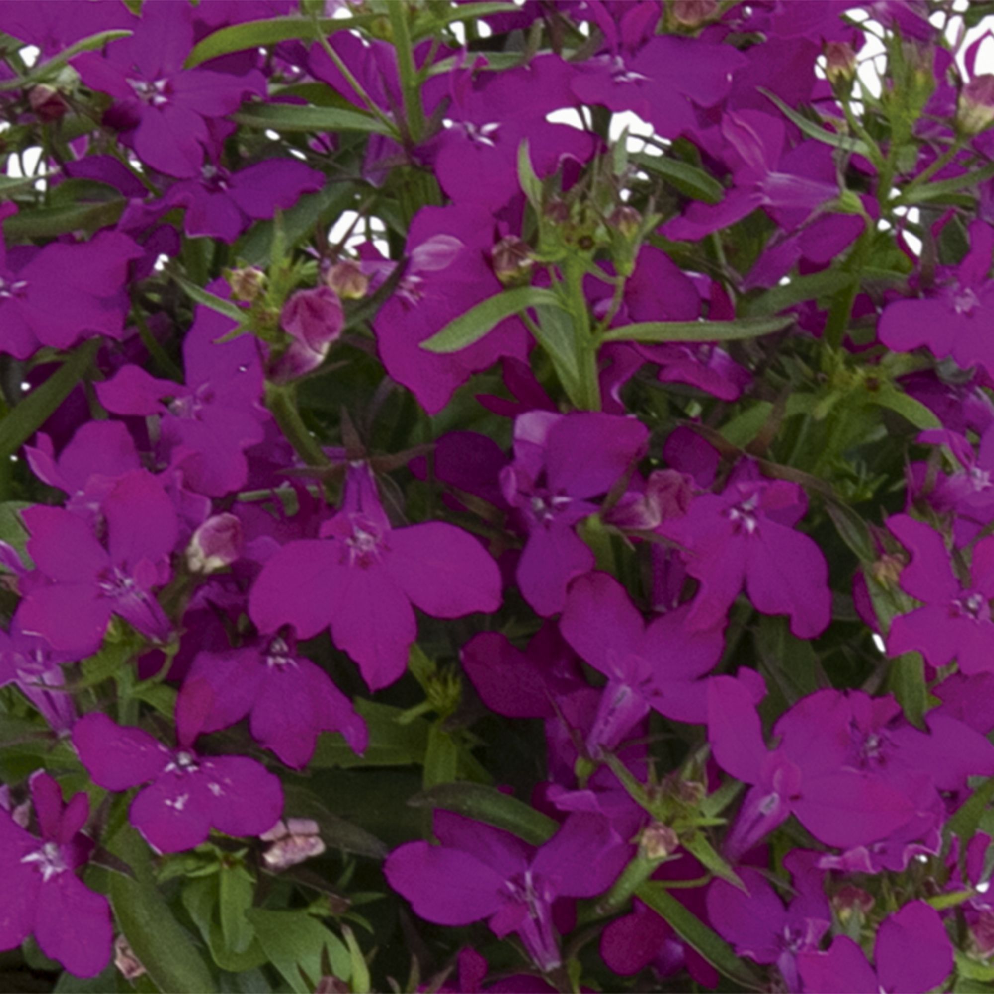 Lobelia Trailing Summer Bedding plant 10.5cm, Pack of 6