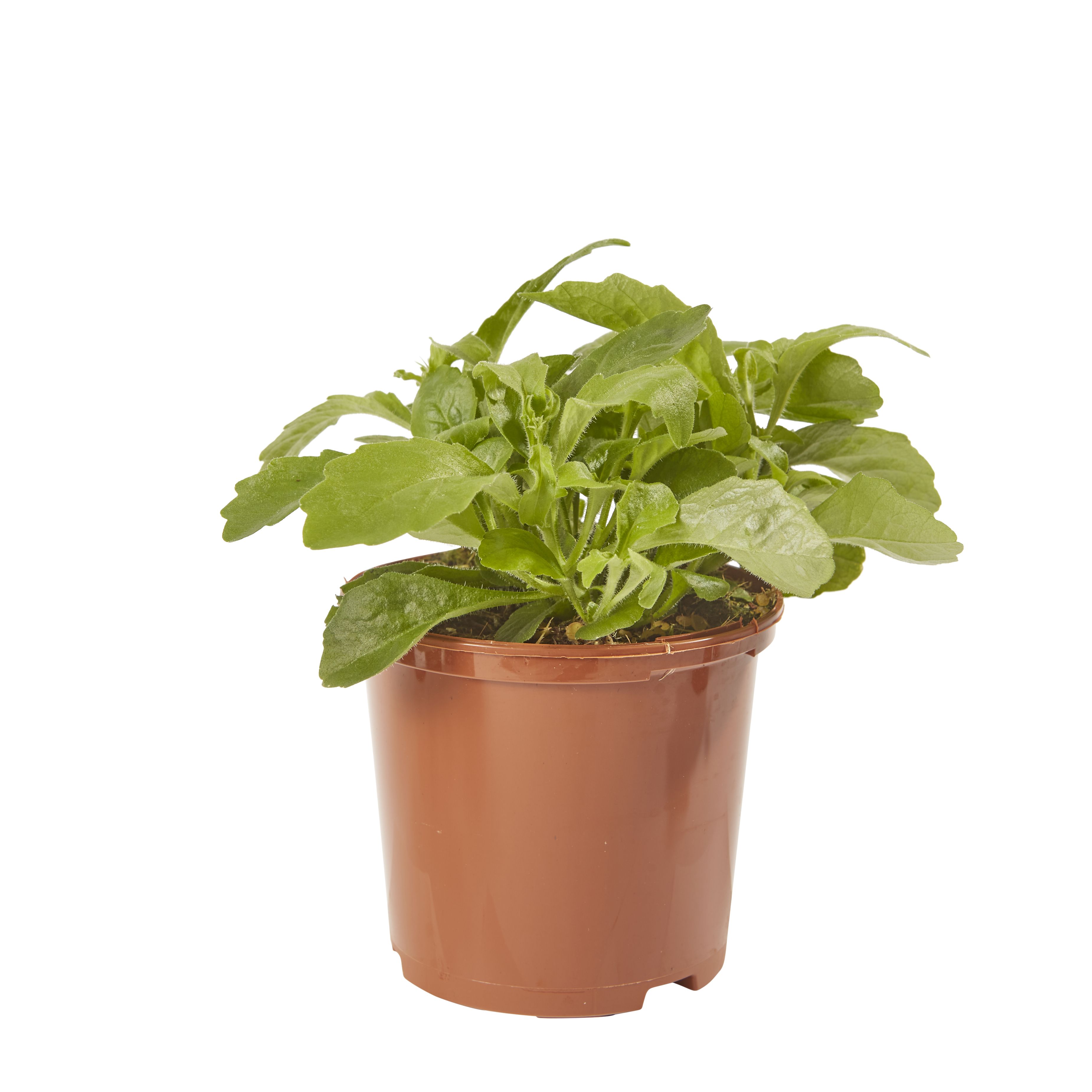 Lobelia Trailing White Summer Bedding plant 10.5cm, Pack of 6