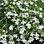 Lobelia Trailing White Summer Bedding plant 10.5cm, Pack of 6