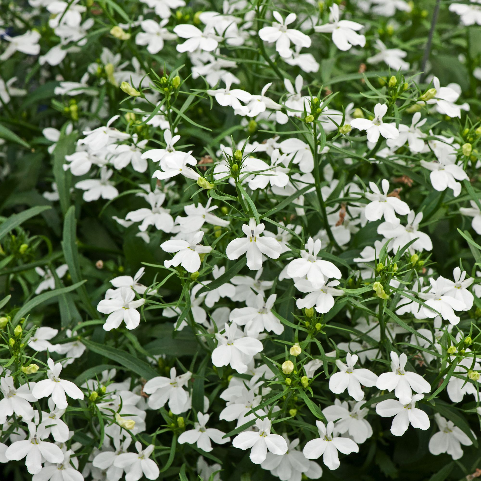 Lobelia Trailing White Summer Bedding plant 10.5cm, Pack of 6