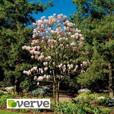 MAGNOLIA SOULANGEANA 1/1 STND