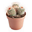 Mammillaria Flowering Cactus Assorted in 12cm Terracotta Plastic Grow pot