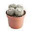 Mammillaria Flowering Cactus Assorted in 12cm Terracotta Plastic Grow pot