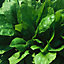 Matador spinach Seed