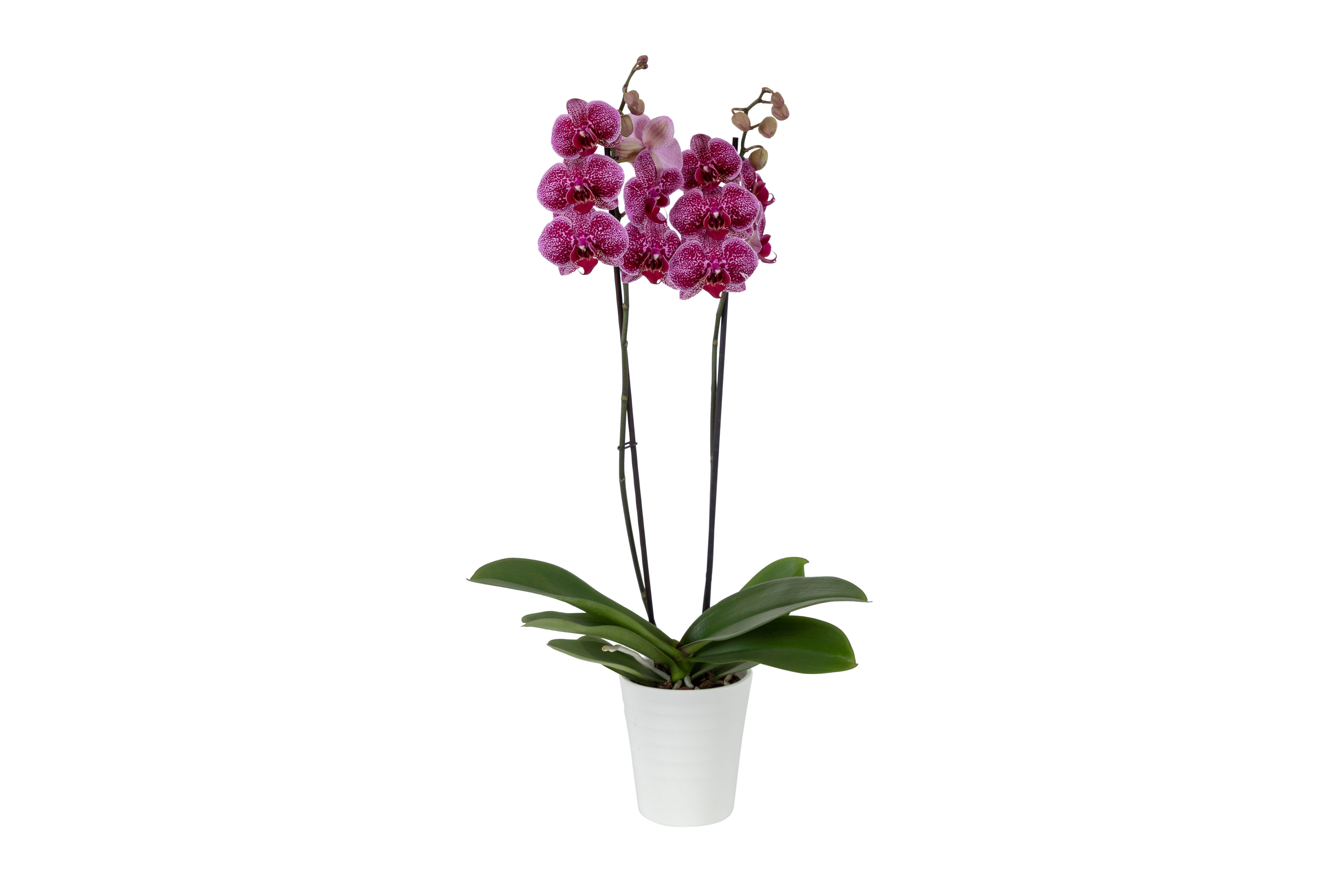 MD TWIN STEM ORCHID IN CERAMIC DIY at B&Q