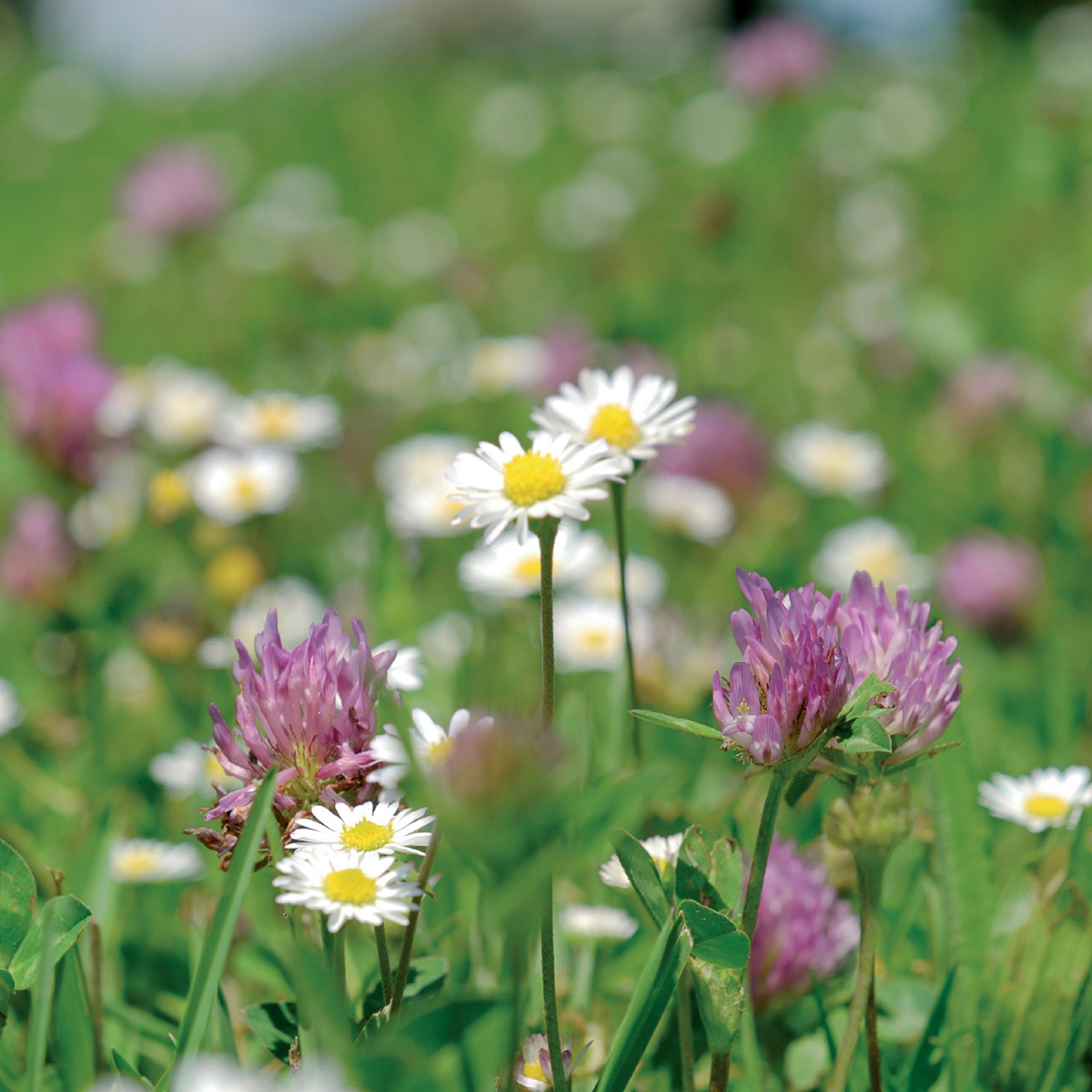Meadowmat Wildflower turf, 20m² Pack