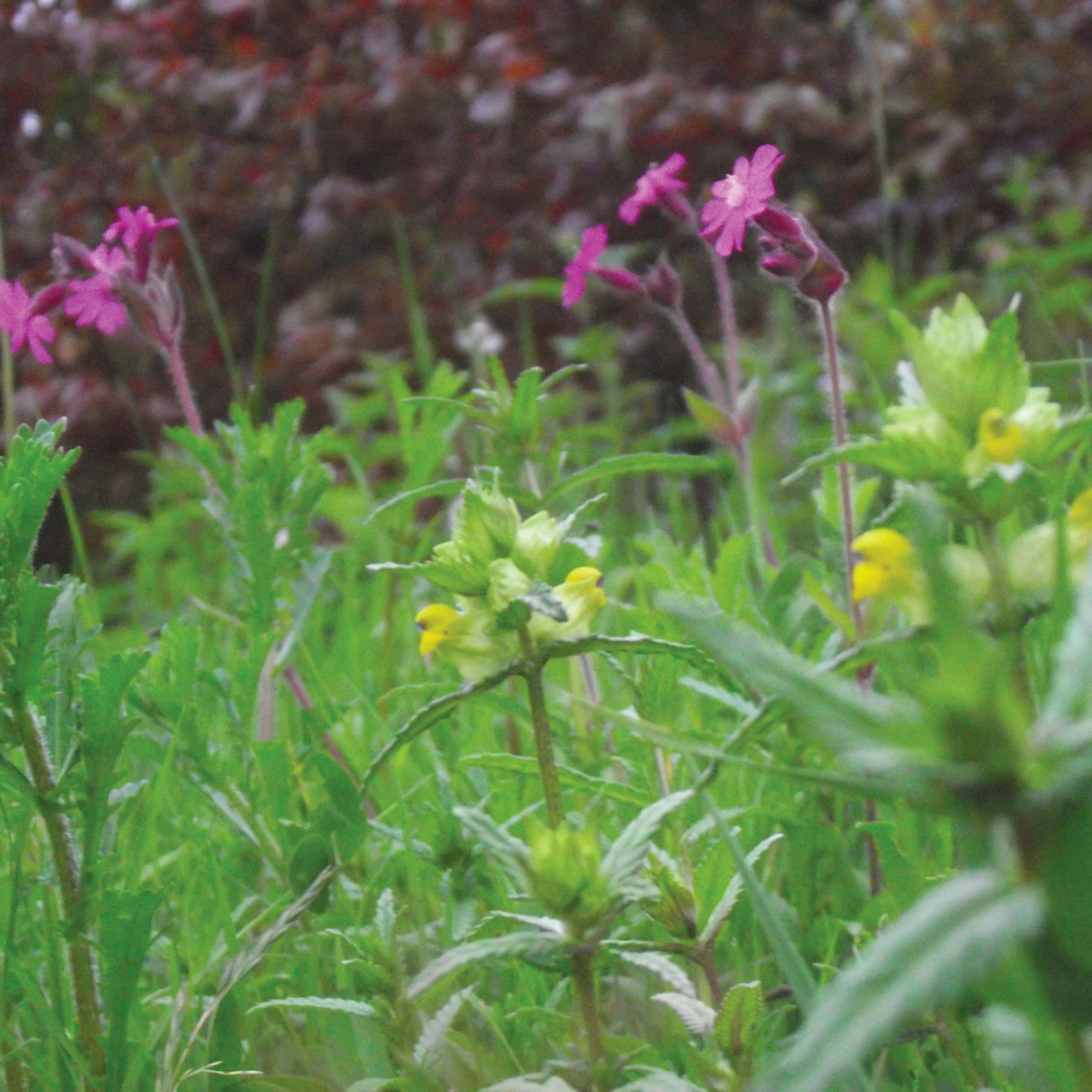Meadowmat Wildflower turf, 20m² Pack