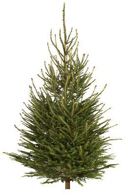 Medium Norway Spruce Cut Christmas Tree Diy At B Q