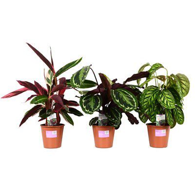 MEDIUM PRAYER PLANT