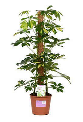 MEDIUM UMBRELLA TREE