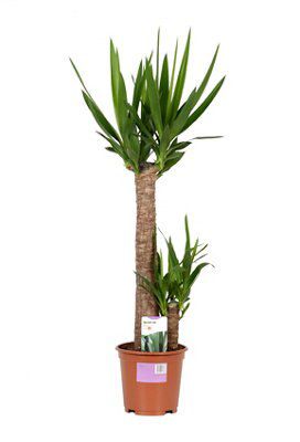 MEDIUM YUCCA 2 STEM