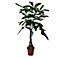 Mexican fortune tree in 19cm Terracotta Plastic Grow pot