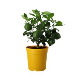 Mini Lemon Yellow Plastic Grow pot