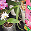 Miracle-Gro Orchids Compost 6L Bag