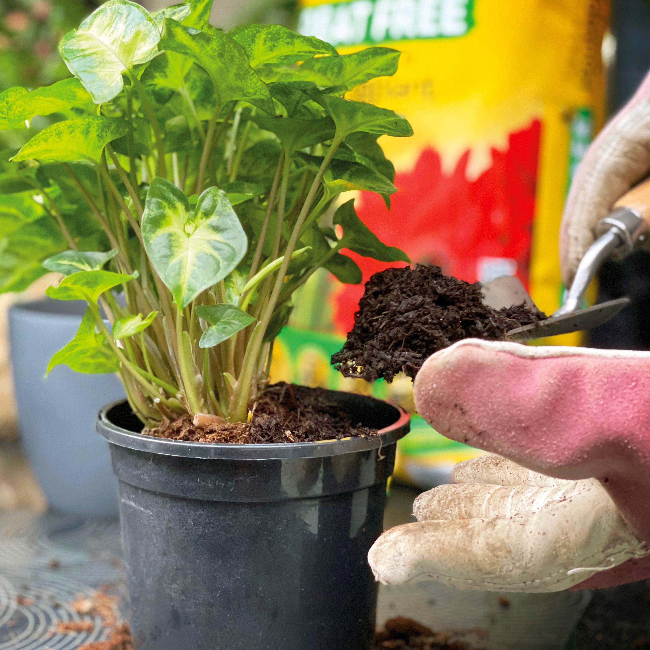 Miracle-Gro Peat-free Houseplant Compost 10L