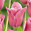 Mistress Tulip Flower bulb, Pack