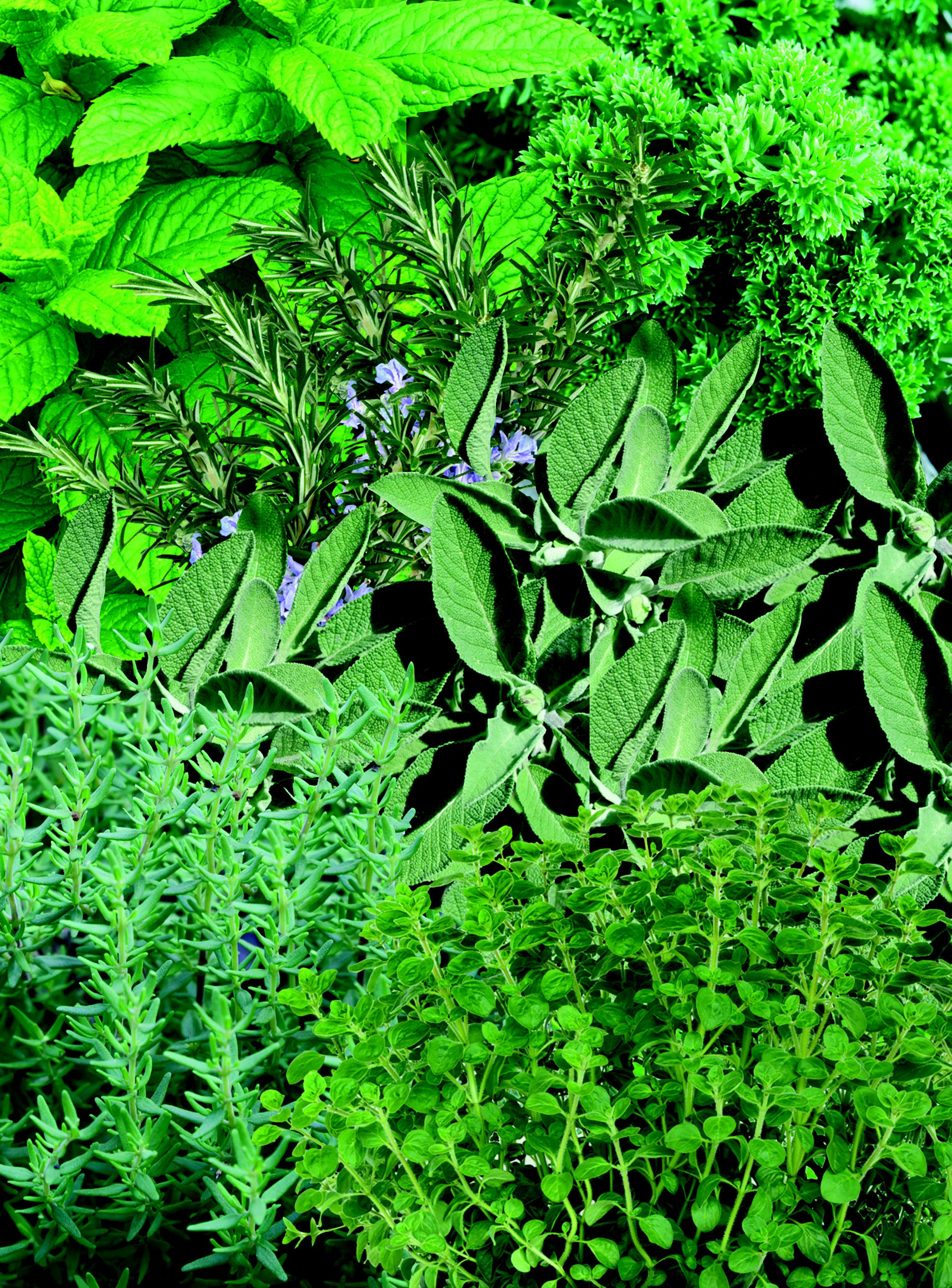 Mix herb plant DIY at B&Q