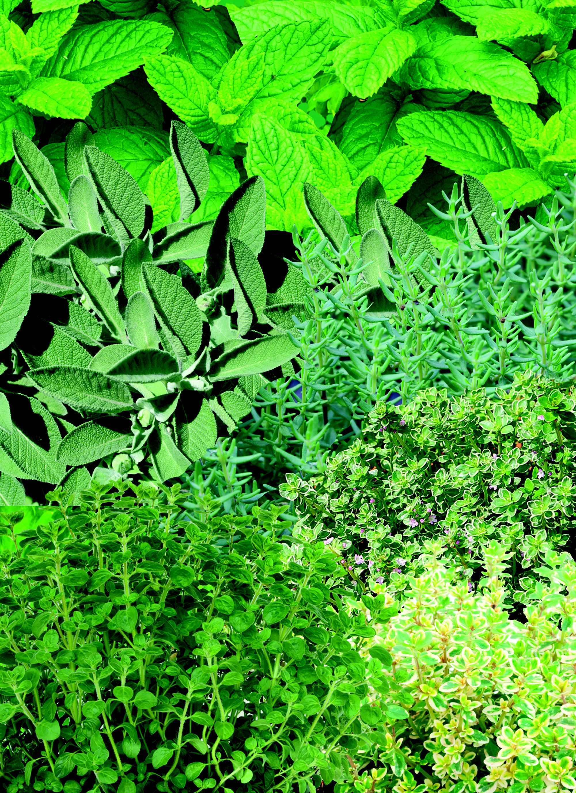 Mix herb plant DIY at B&Q