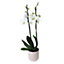 Mixed colours Orchid in 24cm Terracotta Ceramic Decorative pot