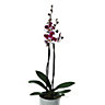 Mixed colours Orchid in 24cm Terracotta Ceramic Decorative pot