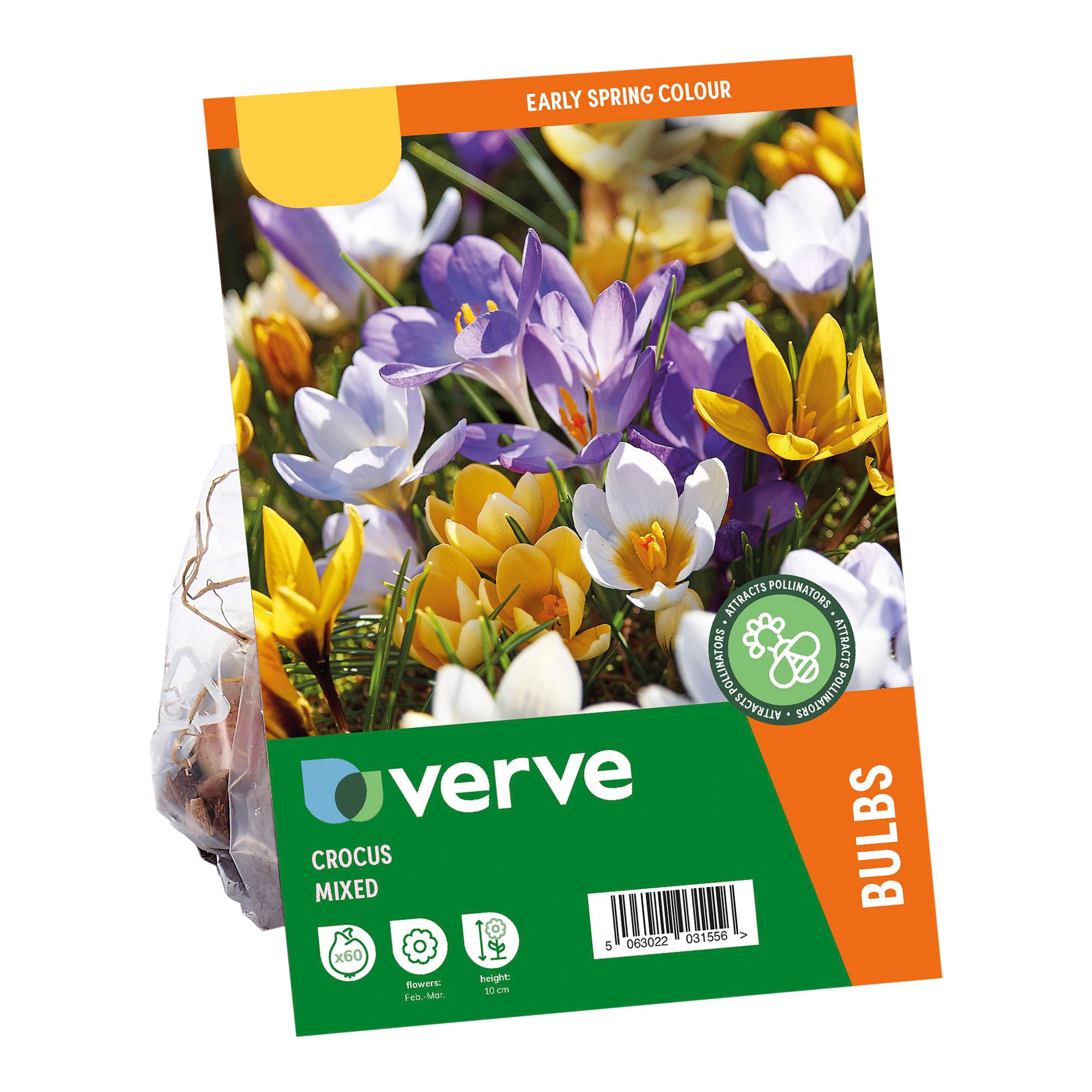 Mixed Crocus (early) 60 Flower bulbs - 4