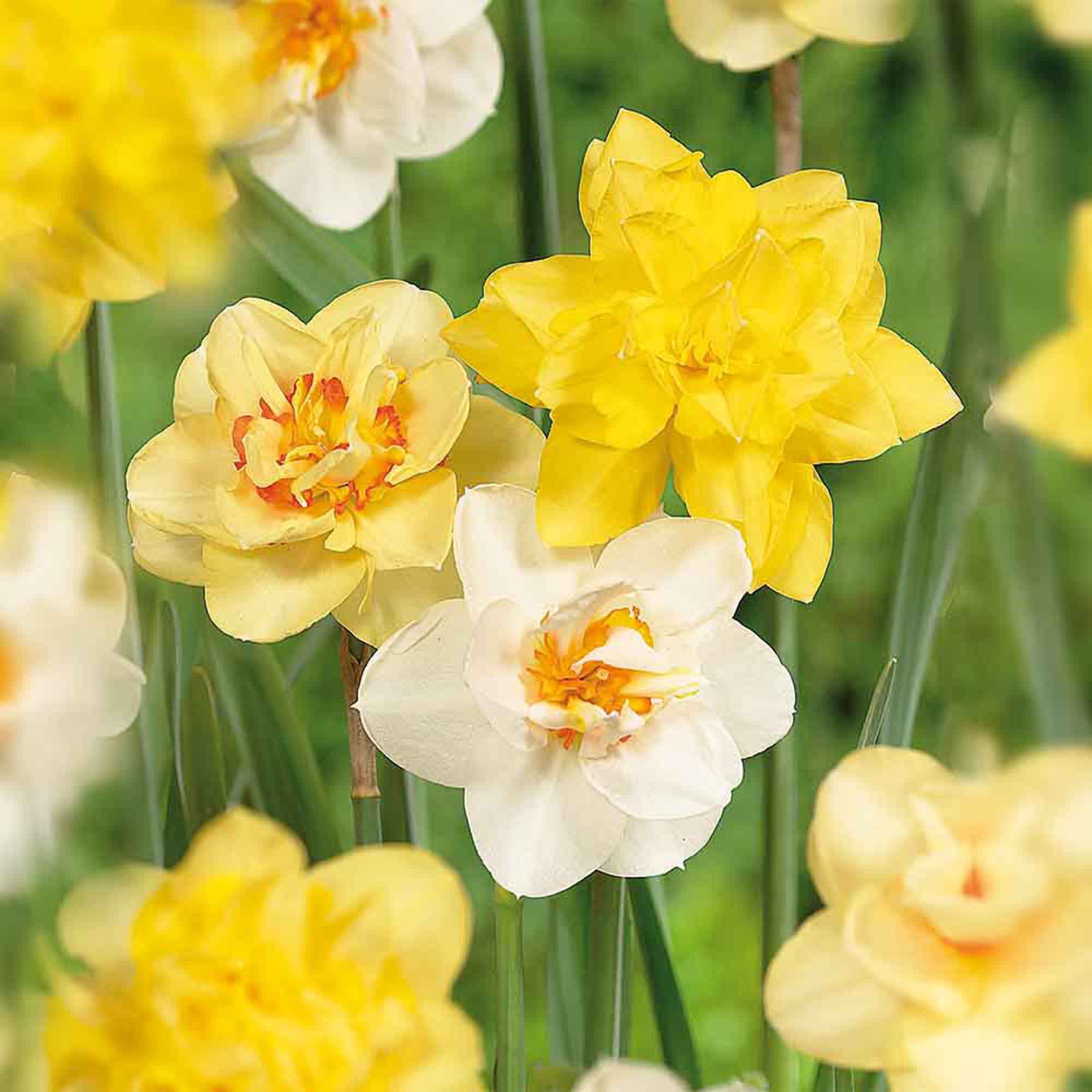 Mixed Daffodil Flower Bulb Pack Of Diy At B Q
