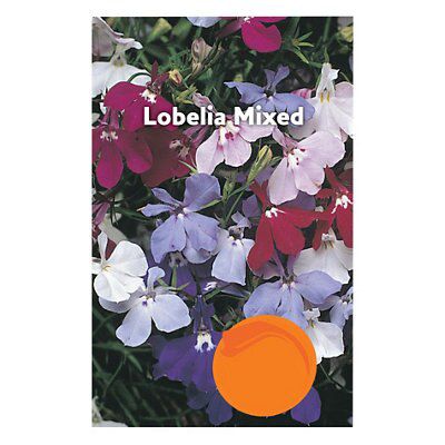 Mixed Lobelia Seed