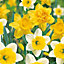 Mixed Narcissus Flower bulb, Pack