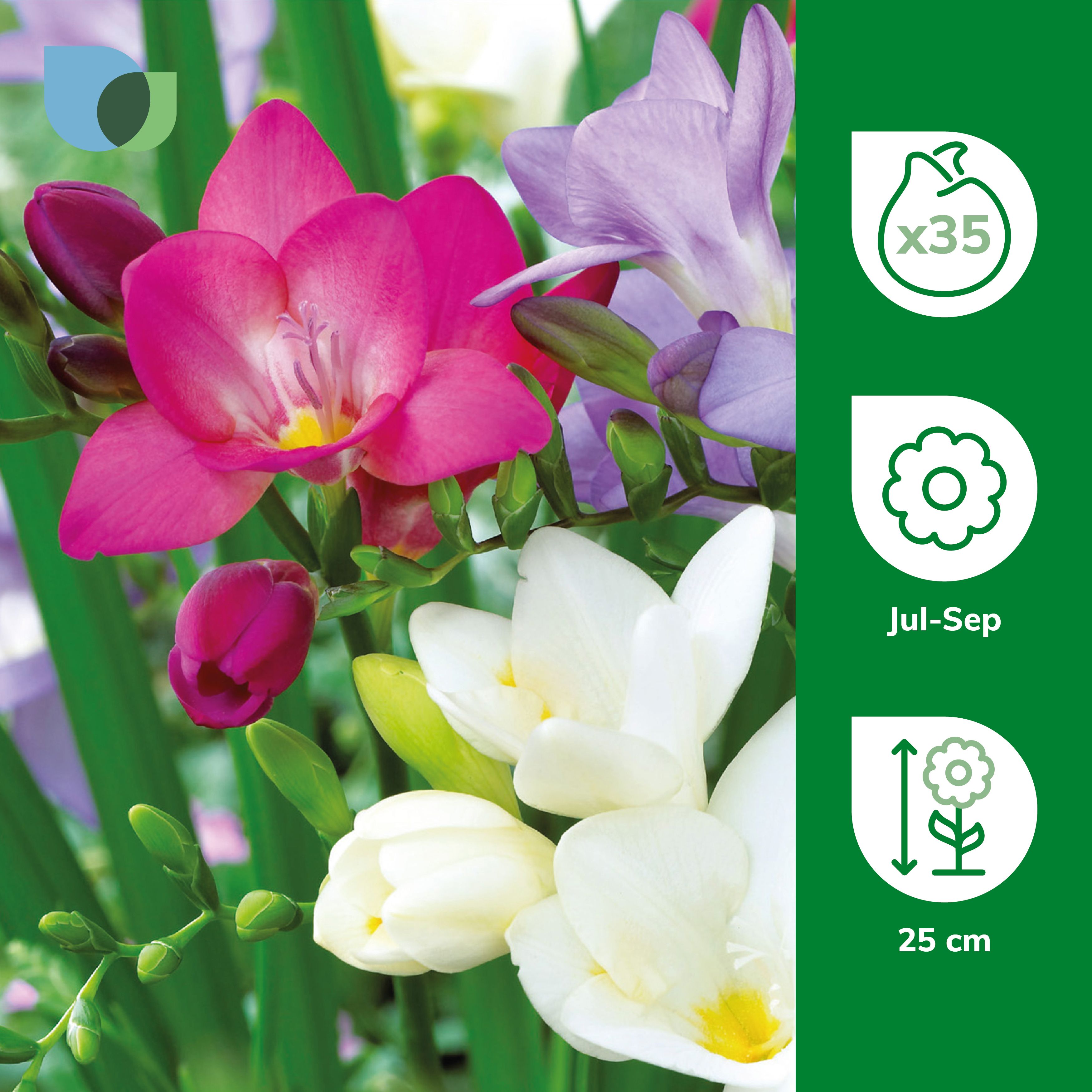 Mixed Single Freesias - Pastels 35 Flower bulbs