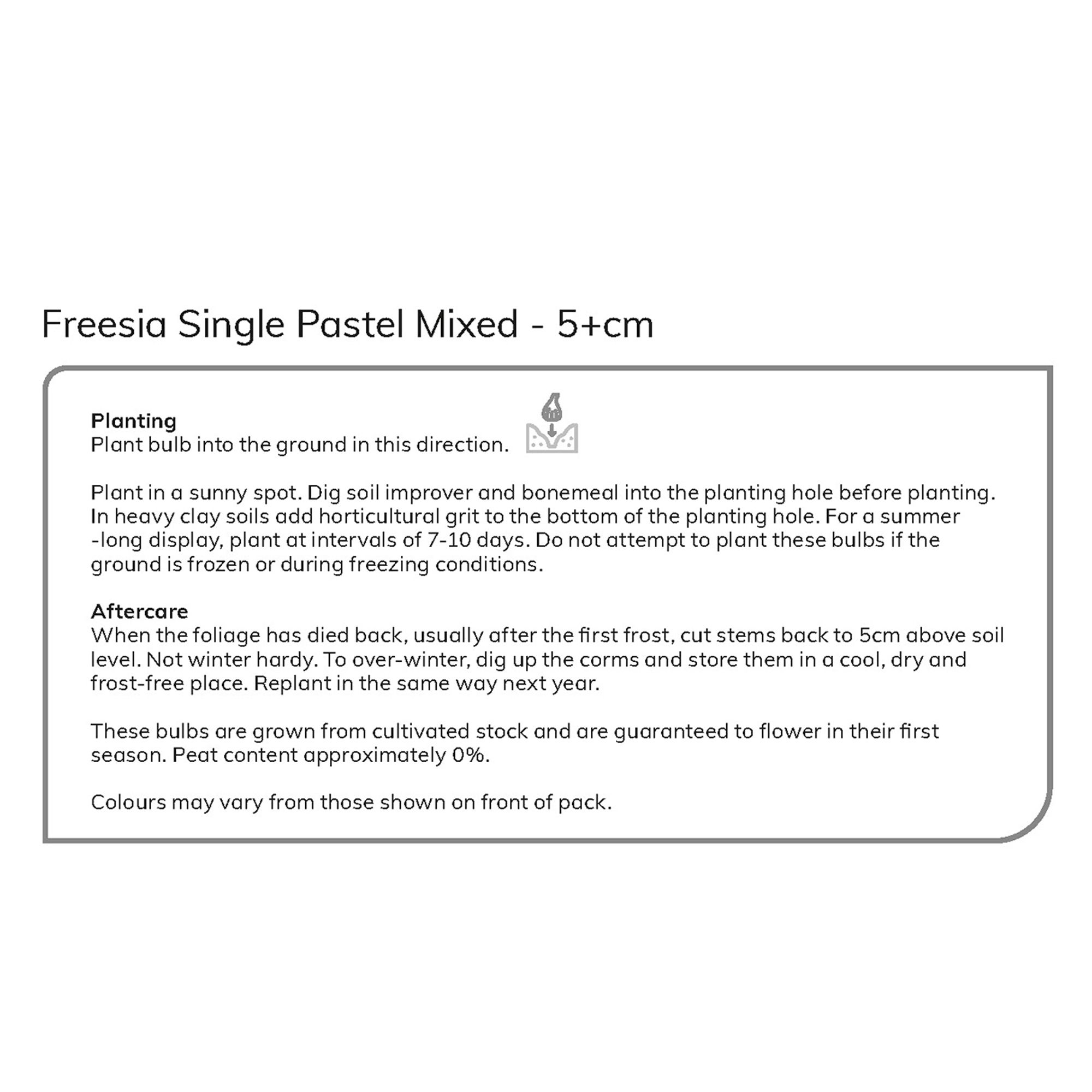 Mixed Single Freesias - Pastels 35 Flower bulbs