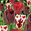 Mixed Tulip Flower bulb, Pack