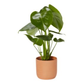 Monstera in 13cm Assorted Foliage plant Terracotta Decorative pot