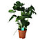 Monstera in 19cm Terracotta Foliage plant Plastic Grow pot