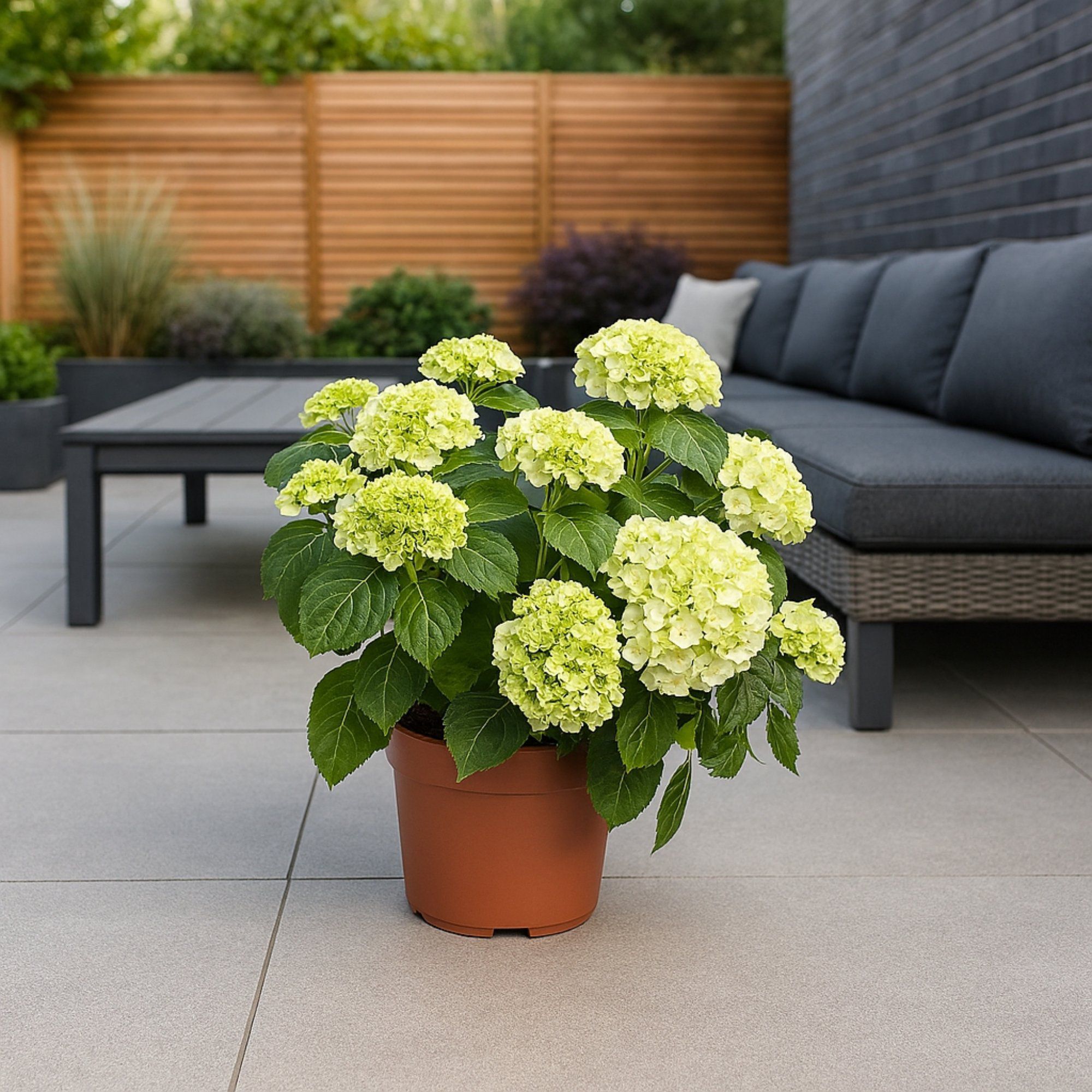 Mophead Hydrangeaceae Hydrangea 5L