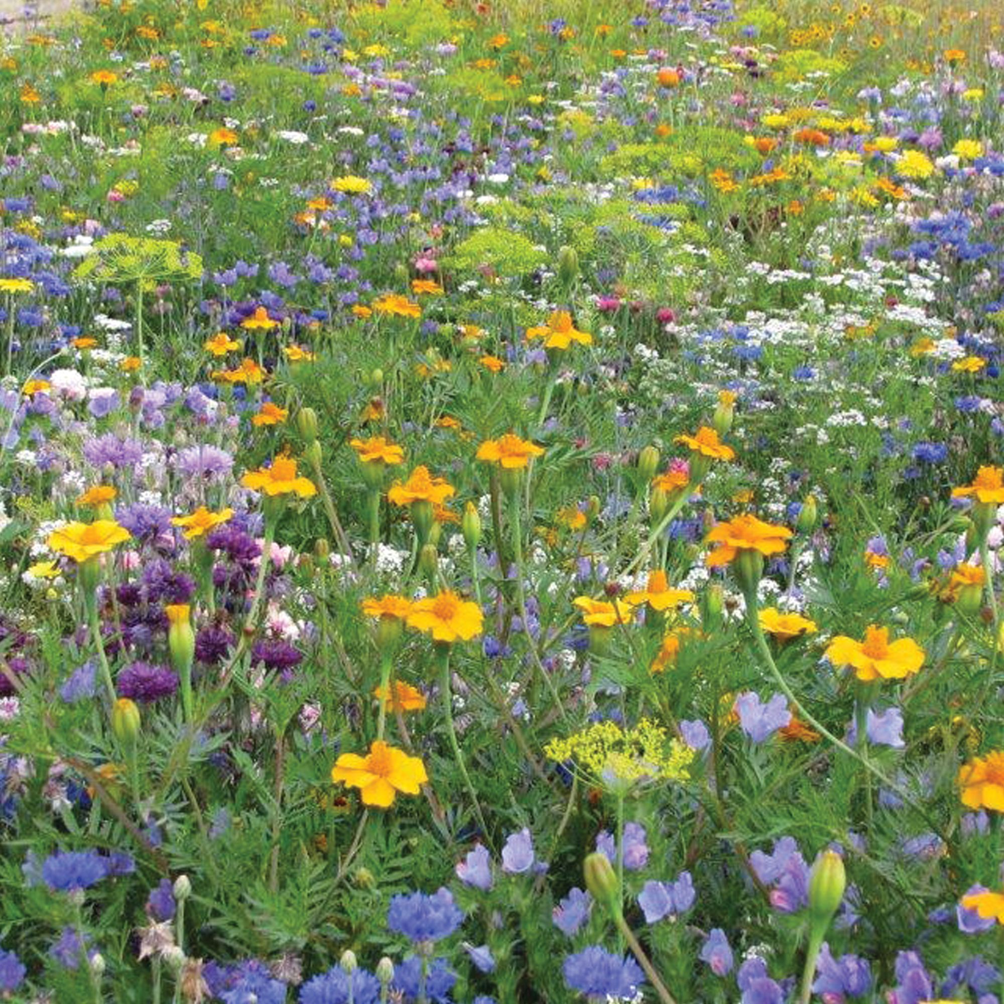 Mr Fothergills RHS For Insects Mix Flower Seeds