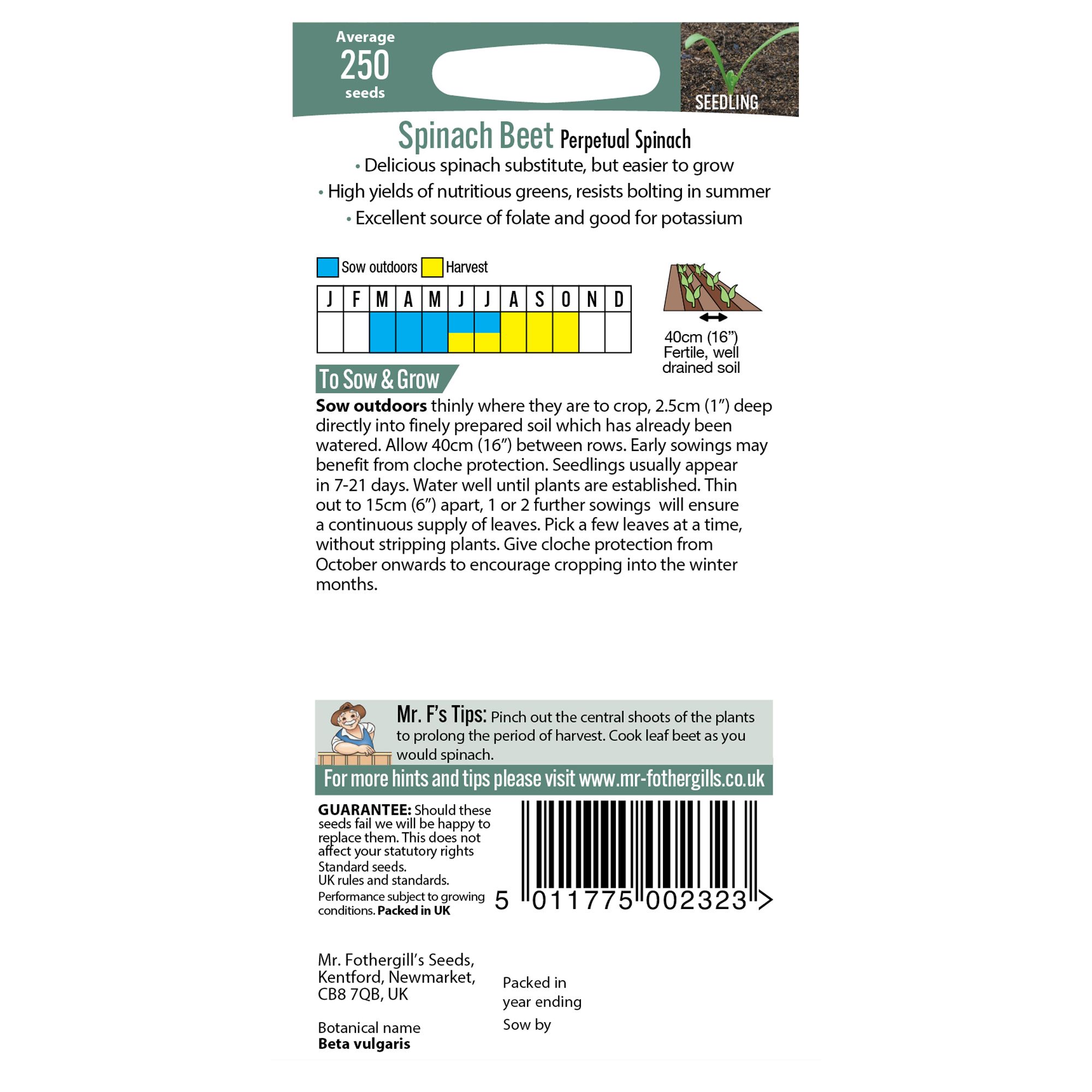 Mr Fothergills Spinach 'Perpetual Spinach' Vegetable Seeds