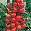 Mr FothergillsDavid Domoney Alicante Tomato Seeds