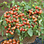 Mr FothergillsDavid Domoney Bush cherry Tomato Seeds