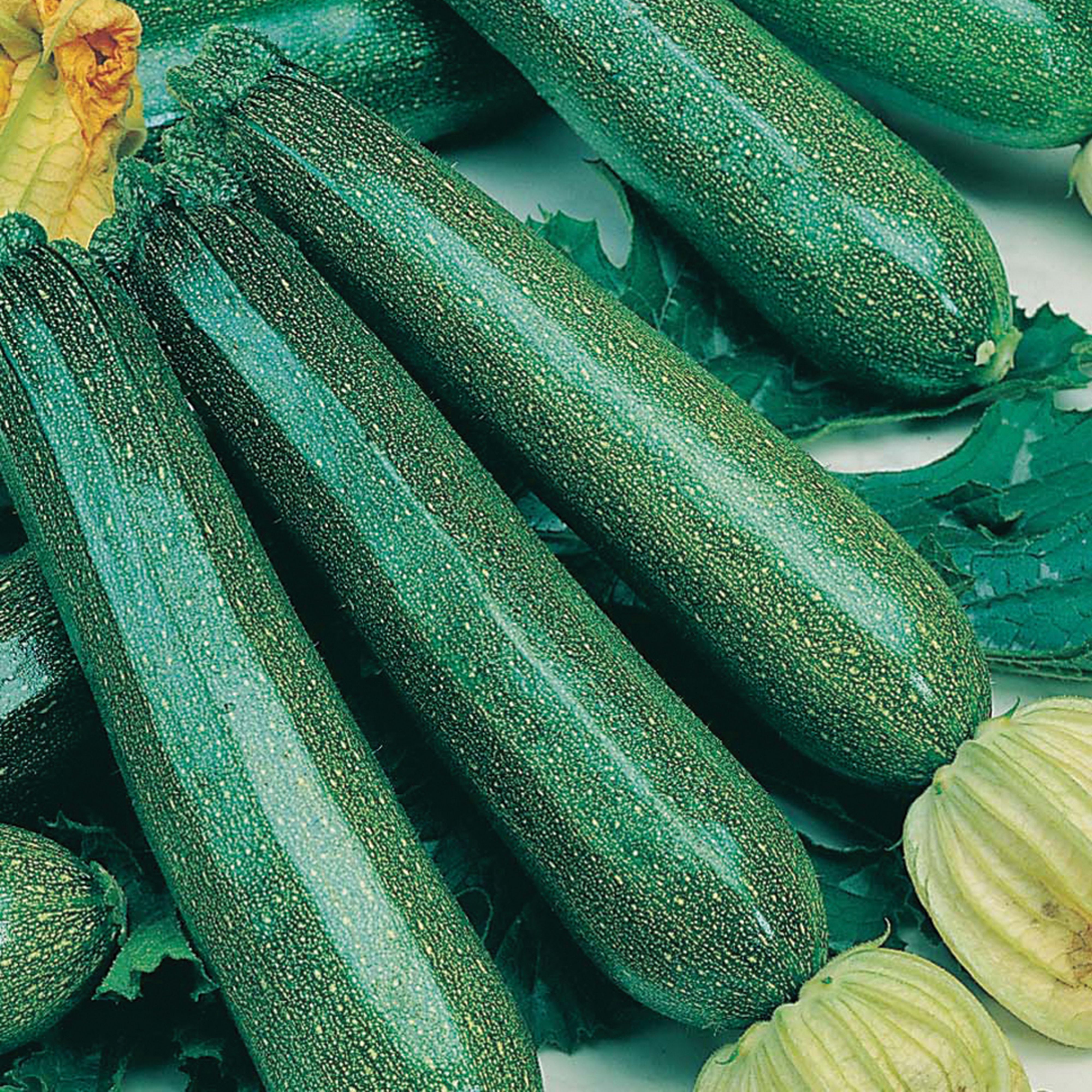 Mr FothergillsRHS Defender F1 Courgette Seeds