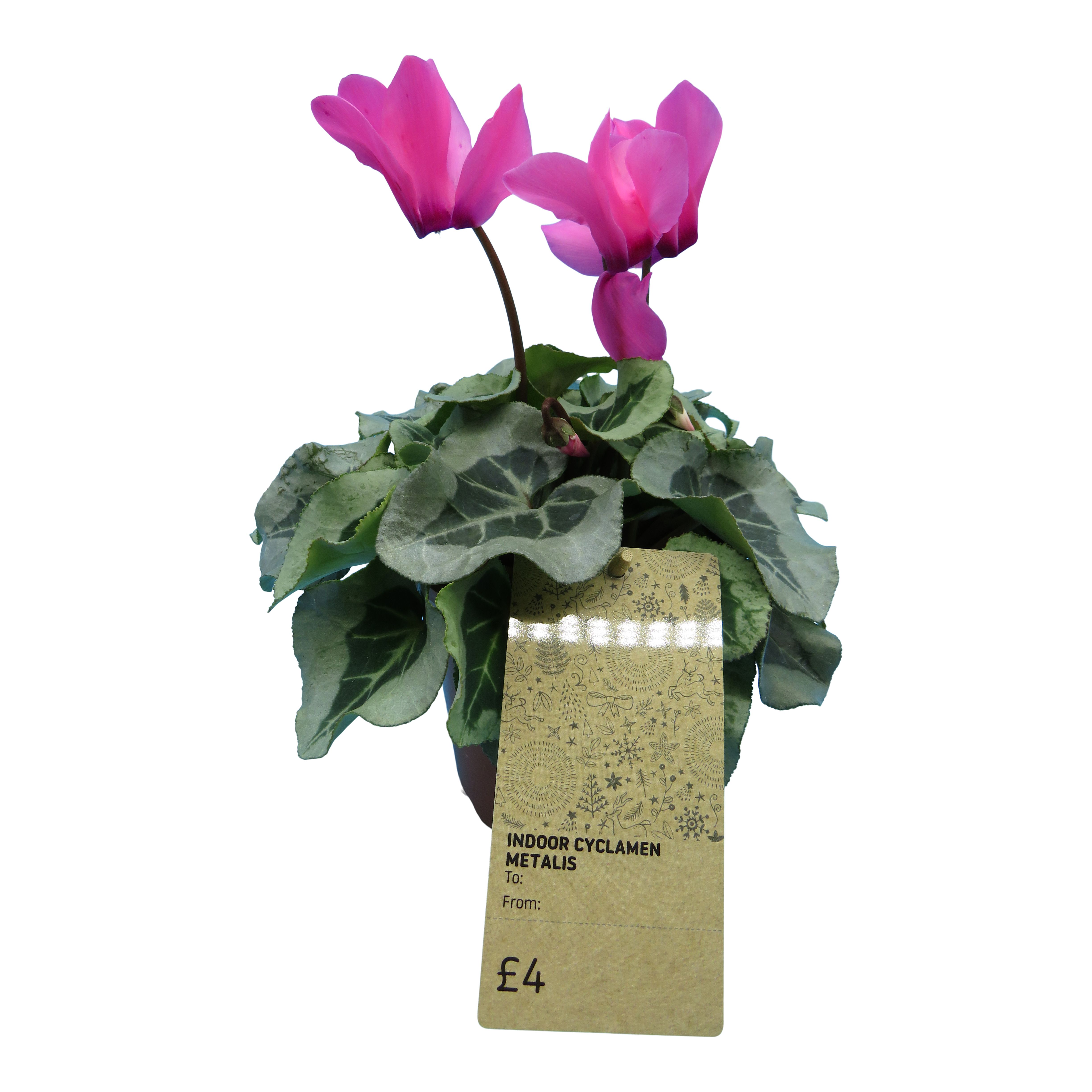 Multicolour Cyclamen in 12cm Terracotta Plastic Grow pot